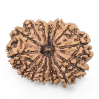 14-Mukhi-Rudraksha-Nepal-66