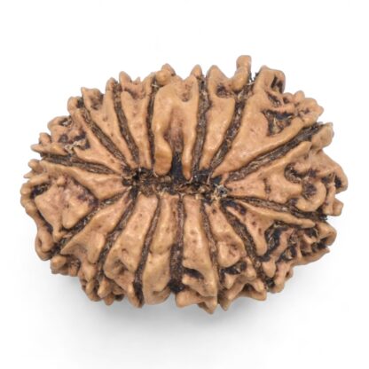 14-Mukhi-Rudraksha-Nepal-66-Back