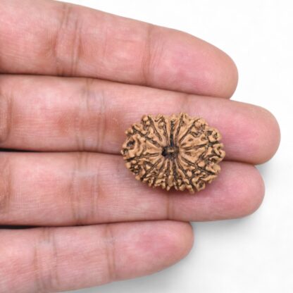 14-Mukhi-Rudraksha-Nepal-66-Hand