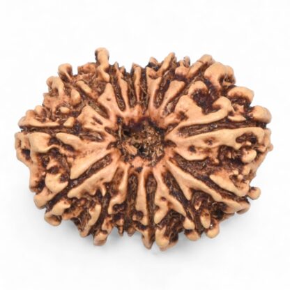 14-Mukhi-Rudraksha-Nepal-67