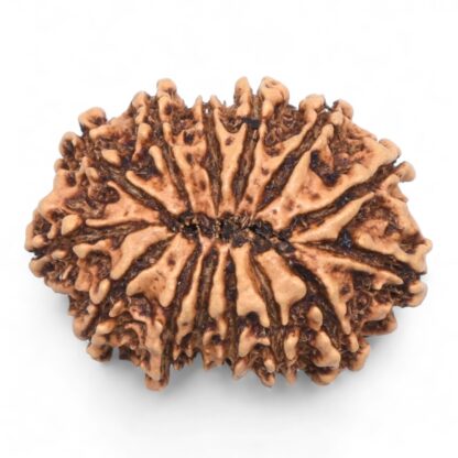 14-Mukhi-Rudraksha-Nepal-67-Back