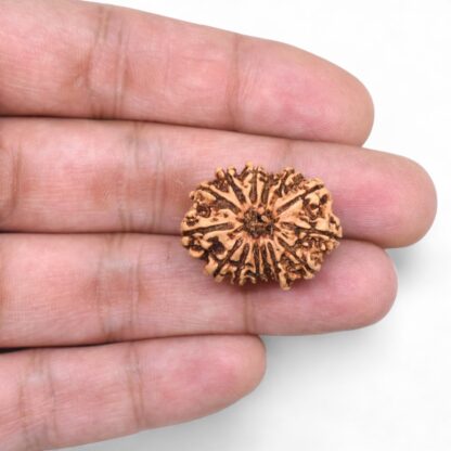 14-Mukhi-Rudraksha-Nepal-67-Hand