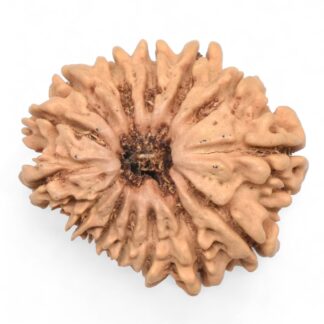 14-Mukhi-Rudraksha-Nepal-68