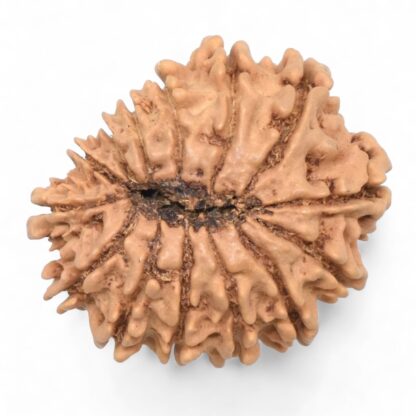 14-Mukhi-Rudraksha-Nepal-68-Back