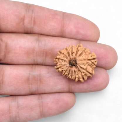 14-Mukhi-Rudraksha-Nepal-68-Hand