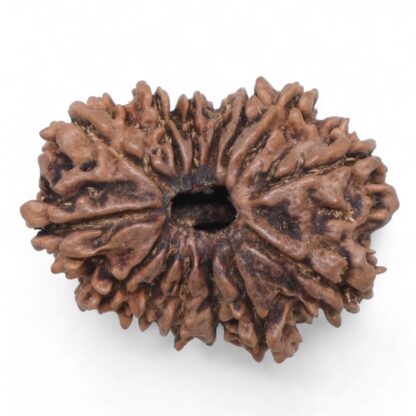 14-Mukhi-Rudraksha-Nepal-69