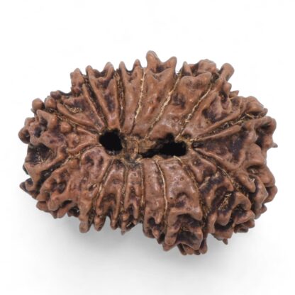 14-Mukhi-Rudraksha-Nepal-69-Back