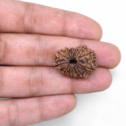 14-Mukhi-Rudraksha-Nepal-69-Hand