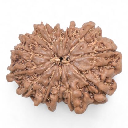 14-Mukhi-Rudraksha-Nepal-70