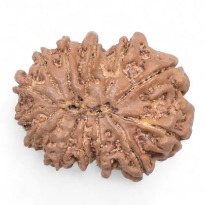 14-Mukhi-Rudraksha-Nepal-70-Back