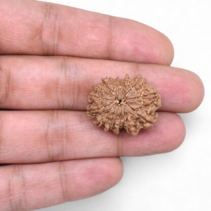 14-Mukhi-Rudraksha-Nepal-70-Hand