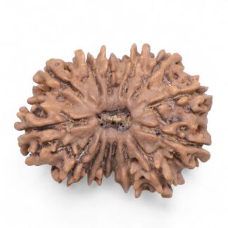 14-Mukhi-Rudraksha-Nepal-71