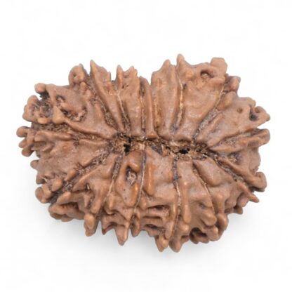 14-Mukhi-Rudraksha-Nepal-71-Back