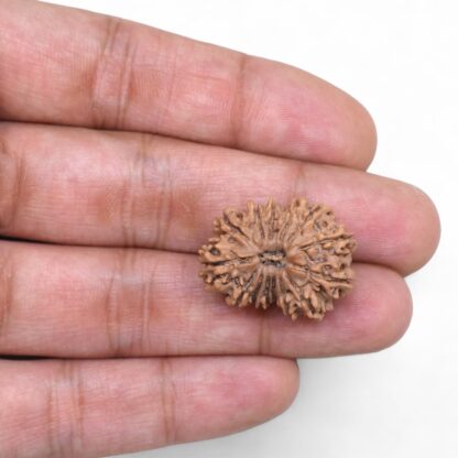 14-Mukhi-Rudraksha-Nepal-71-Hand