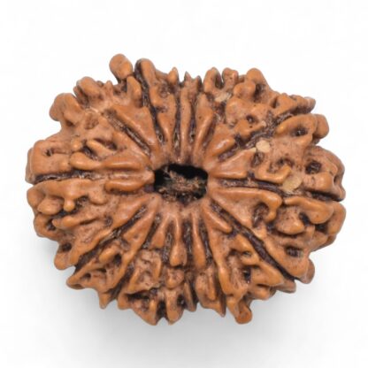 14-Mukhi-Rudraksha-Nepal-72