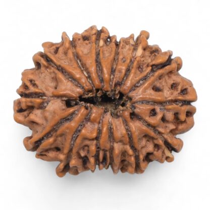 14-Mukhi-Rudraksha-Nepal-72-Back