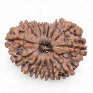 14-Mukhi-Rudraksha-Nepal-73