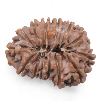 14-Mukhi-Rudraksha-Nepal-73-Back