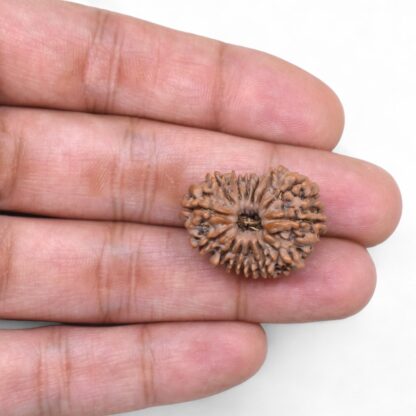 14-Mukhi-Rudraksha-Nepal-73-Hand