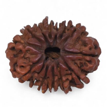 14-Mukhi-Rudraksha-Nepal-74