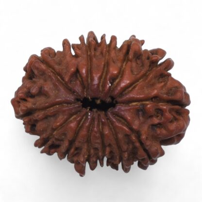 14-Mukhi-Rudraksha-Nepal-74-Back