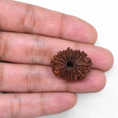 14-Mukhi-Rudraksha-Nepal-74-Hand