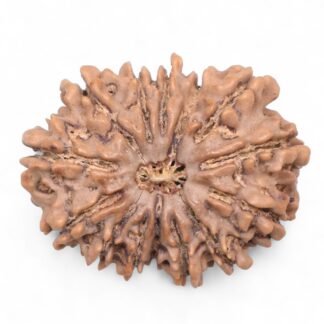 14-Mukhi-Rudraksha-Nepal-75