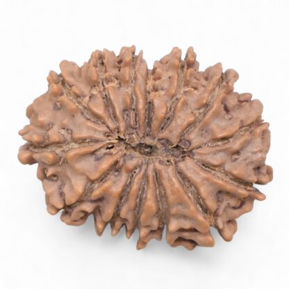 14-Mukhi-Rudraksha-Nepal-75-Back