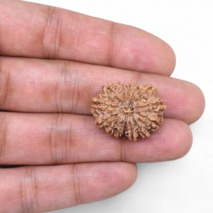 14-Mukhi-Rudraksha-Nepal-75-Hand