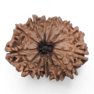 14-Mukhi-Rudraksha-Nepal-76