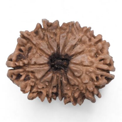 14-Mukhi-Rudraksha-Nepal-76