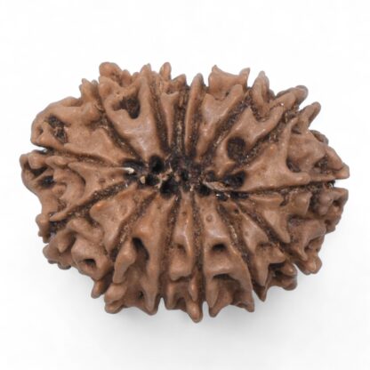 14-Mukhi-Rudraksha-Nepal-76-Back