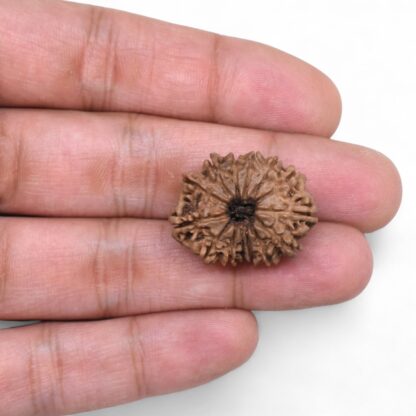 14-Mukhi-Rudraksha-Nepal-76-Hand