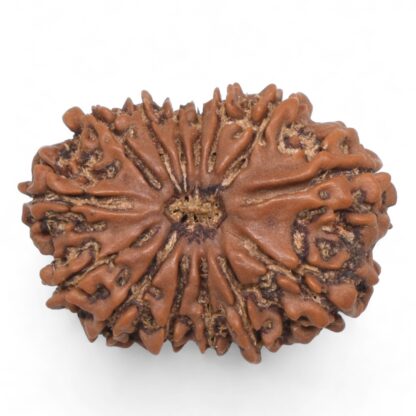 14-Mukhi-Rudraksha-Nepal-77