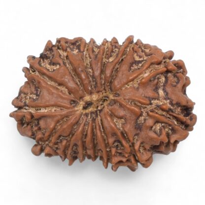 14-Mukhi-Rudraksha-Nepal-77-Back