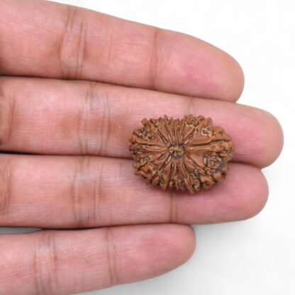 14-Mukhi-Rudraksha-Nepal-77-Hand