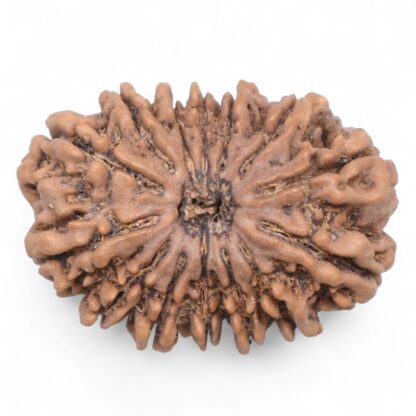 14-Mukhi-Rudraksha-Nepal-78