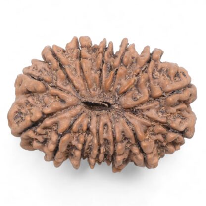 14-Mukhi-Rudraksha-Nepal-78-Back