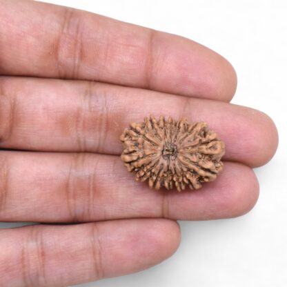 14-Mukhi-Rudraksha-Nepal-78-Hand