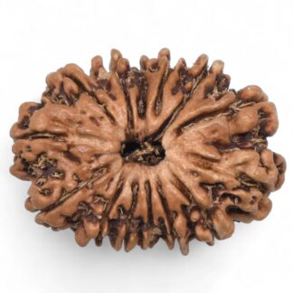 14-Mukhi-Rudraksha-Nepal-79