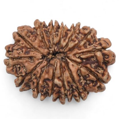 14-Mukhi-Rudraksha-Nepal-79-Back