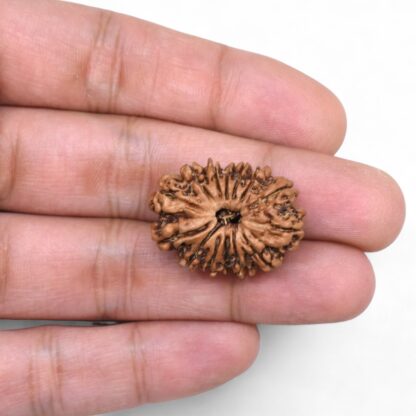 14-Mukhi-Rudraksha-Nepal-79-Hand