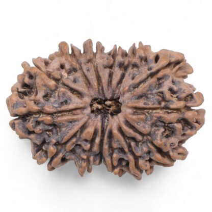 14-Mukhi-Rudraksha-Nepal-80