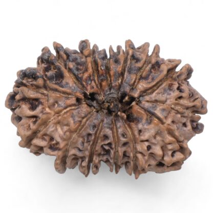 14-Mukhi-Rudraksha-Nepal-80-Back