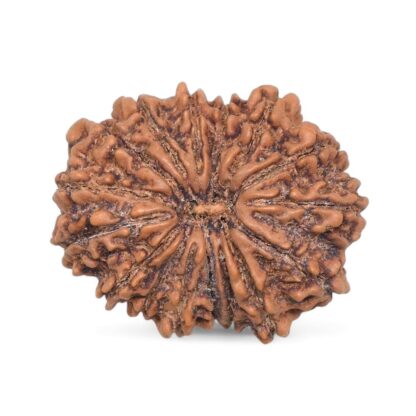 16-Mukhi-Rudraksha-Nepal-1