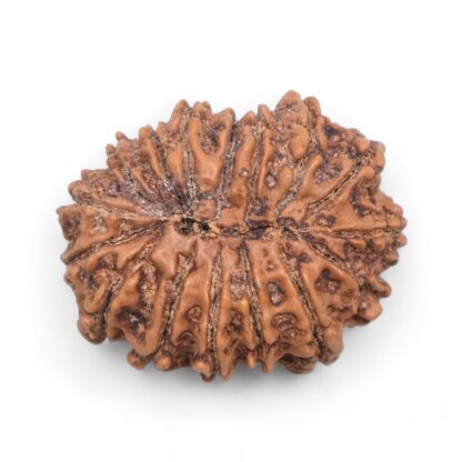 16-Mukhi-Rudraksha-Nepal-1-Back