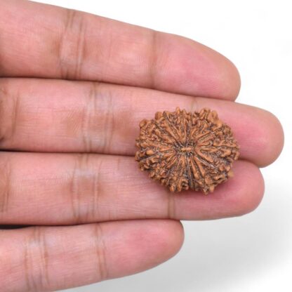 16-Mukhi-Rudraksha-Nepal-1-Hand