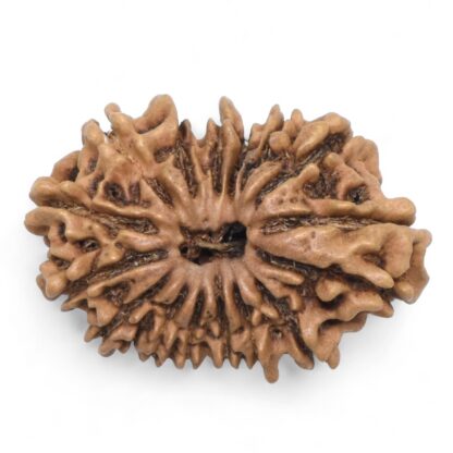 16-Mukhi-Rudraksha-Nepal-10