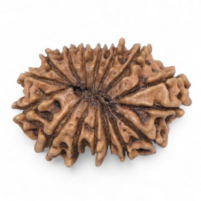 16-Mukhi-Rudraksha-Nepal-10-Back