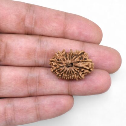 16-Mukhi-Rudraksha-Nepal-10-Hand